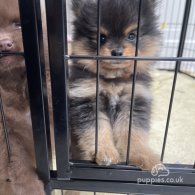 Pomeranian - Both