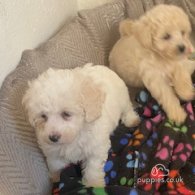 Poochon - Both