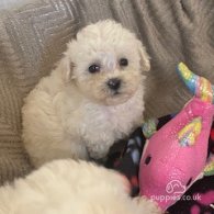 Poochon - Both