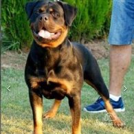 Rottweiler - Dogs