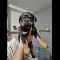 Rottweiler - Both