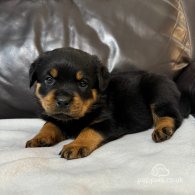 Rottweiler - Dogs