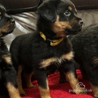 Rottweiler - Dogs