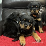 Rottweiler - Dogs