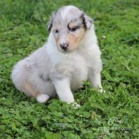 Rough Collie - Both