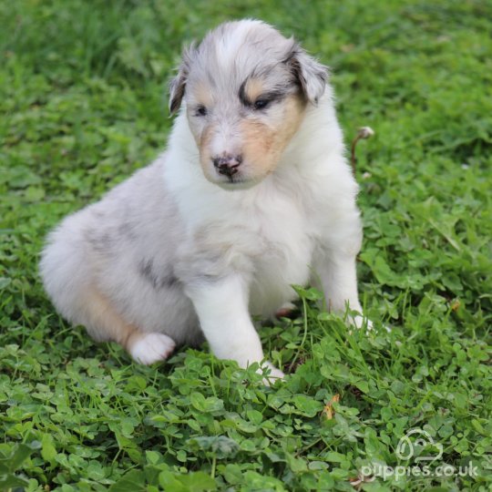 Rough Collie - Both