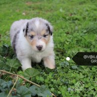 Rough Collie - Both