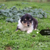 Rough Collie - Both