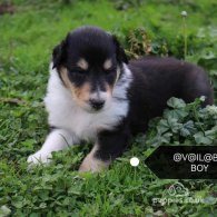 Rough Collie - Both