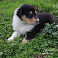 Rough Collie - Both