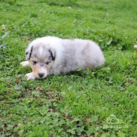 Rough Collie - Both