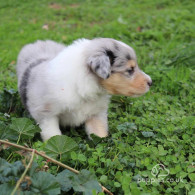 Rough Collie - Both