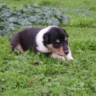 Rough Collie - Both