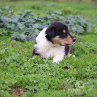 Rough Collie - Both