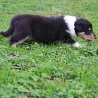 Rough Collie - Both