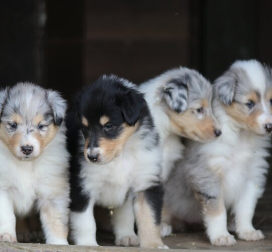 Rough Collie