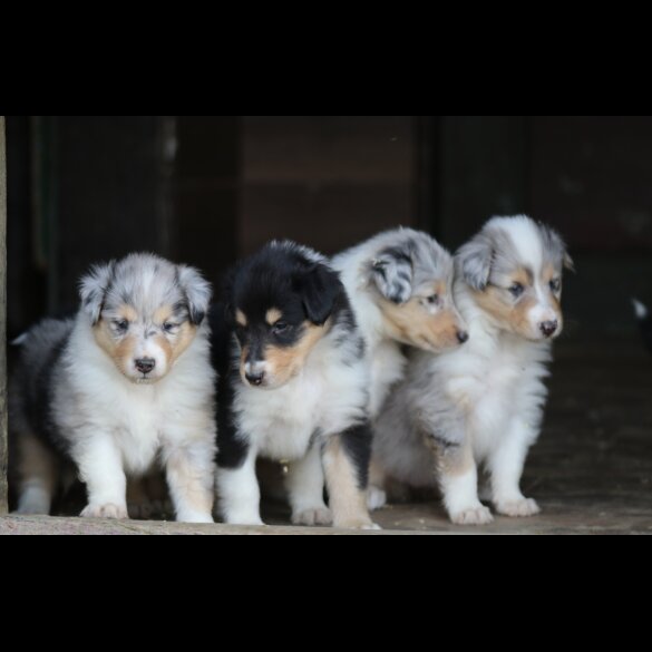 Rough Collie - Both