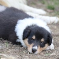 Rough Collie - Both