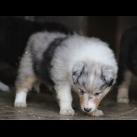 Rough Collie - Both