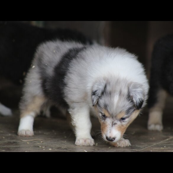 Rough Collie - Both