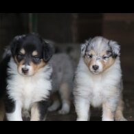 Rough Collie - Both