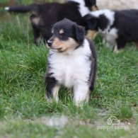 Rough Collie - Both