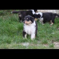 Rough Collie - Both