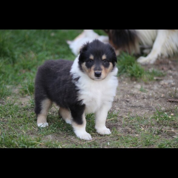 Rough Collie - Both