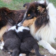 Rough Collie - Both