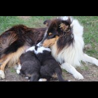 Rough Collie - Both