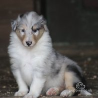 Rough Collie - Both