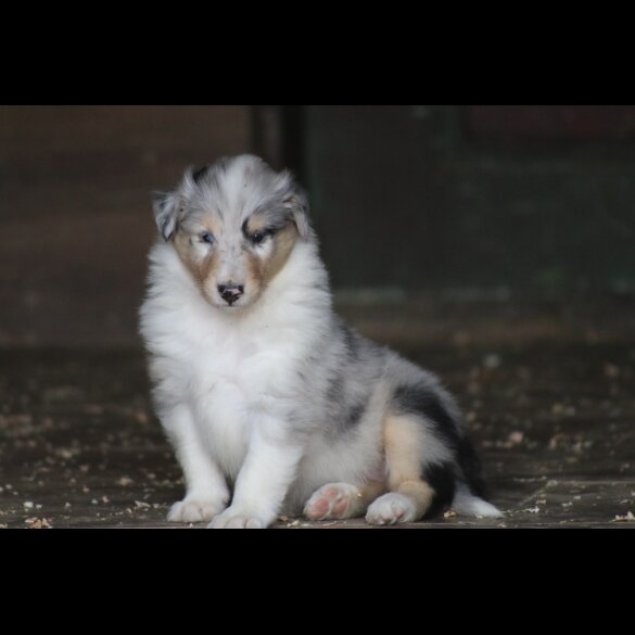 Rough Collie - Both