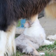 Rough Collie - Both