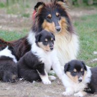 Rough Collie - Both