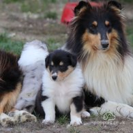 Rough Collie - Both