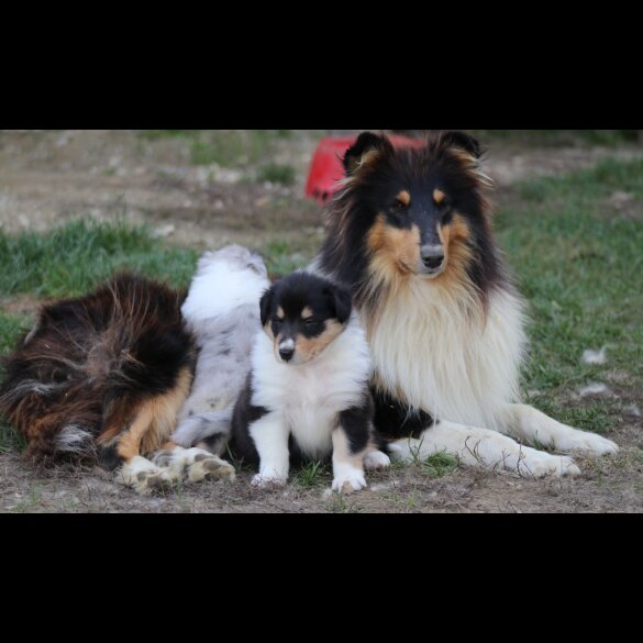 Rough Collie - Both