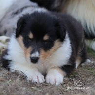 Rough Collie - Both