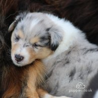 Rough Collie - Both