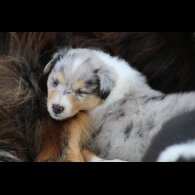 Rough Collie - Both