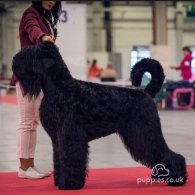 Russian Black Terrier - Both