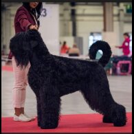 Russian Black Terrier - Both