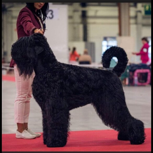 Russian Black Terrier - Both