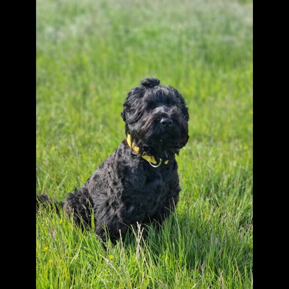 Russian Black Terrier - Both