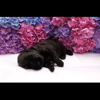 Russian Black Terrier - Both