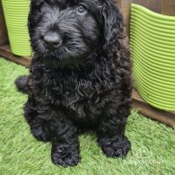 Russian Black Terrier - Both