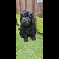 Russian Black Terrier - Both