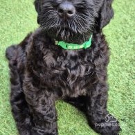 Russian Black Terrier - Both