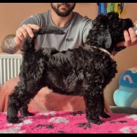 Russian Black Terrier - Both