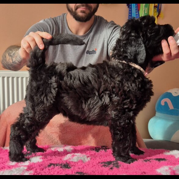 Russian Black Terrier - Both