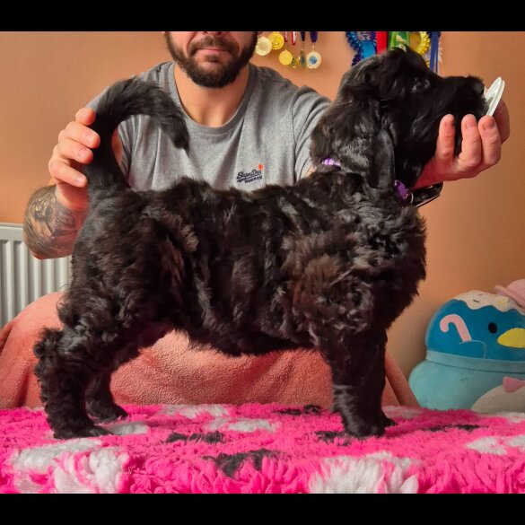 Russian Black Terrier - Both